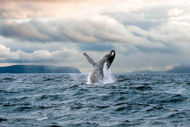 Newfoundland Puffin and Whale Watch Cruise - Icebergs, seasons, and changing wildlife