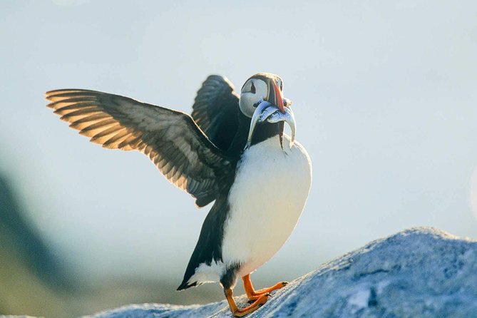 Newfoundland Puffin and Whale Watch Cruise - What the boat feels like on the water