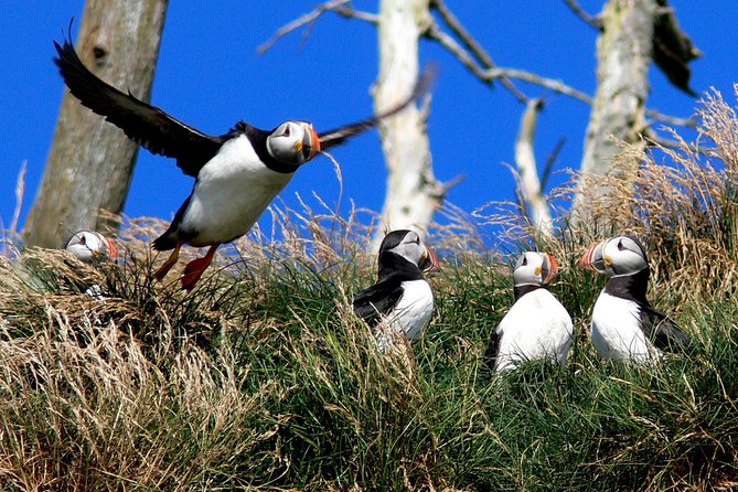 Newfoundland Puffin and Whale Watch Cruise - Music, stories, and the Newfoundland welcome