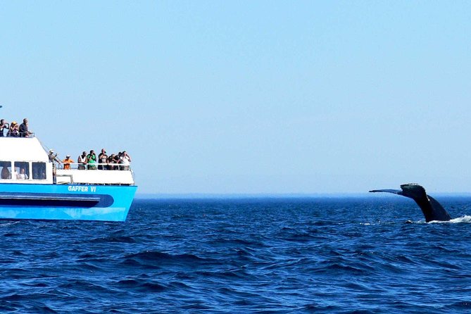 Newfoundland Puffin and Whale Watch Cruise - Is CA$94.06 a fair price?