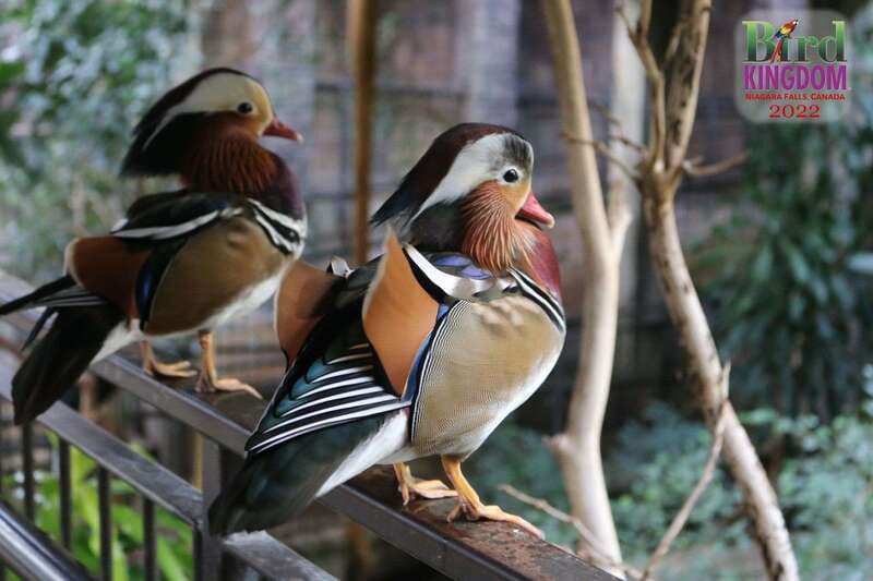 Niagara Falls, Canada: Bird Kingdom Entry Ticket - Booking Flexibility and Practical Details