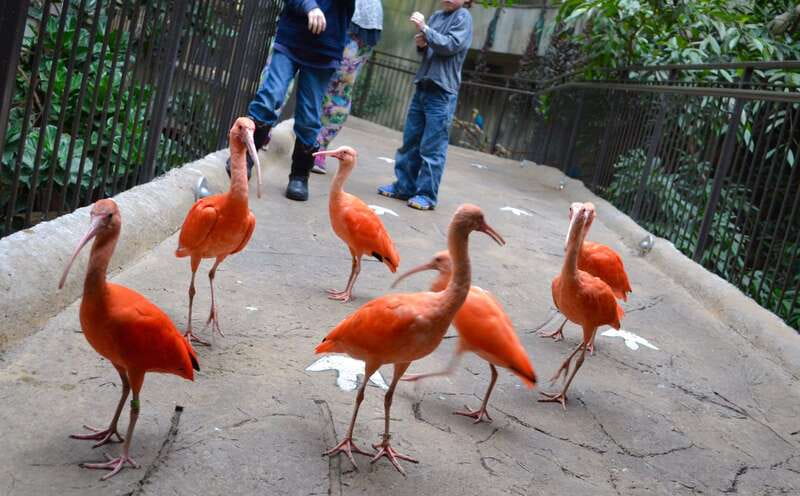 Niagara Falls, Canada: Bird Kingdom Entry Ticket - Parrots, Demonstrations, and Animal Encounters