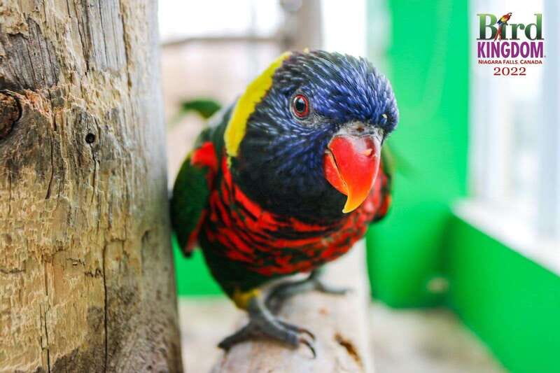 Niagara Falls, Canada: Bird Kingdom Entry Ticket - The Night Jungle and Smaller Creatures