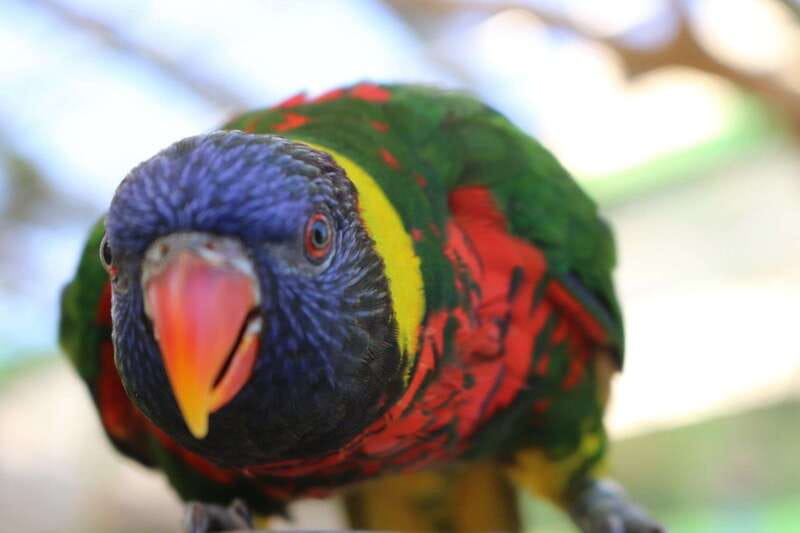 Niagara Falls, Canada: Bird Kingdom Entry Ticket - Getting There and Finding the Entrance