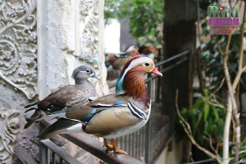 Niagara Falls, Canada: Bird Kingdom Entry Ticket - Who Will Enjoy It Most?