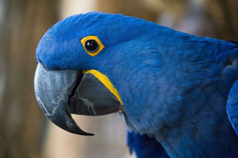 Niagara Falls, Canada: Bird Kingdom Entry Ticket - Lorikeet Landing and the Extra Feeding Fee