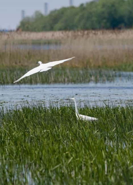 Nida: Bird-Watching Adventure in Nemunas Delta - Ventė Cape and the science of migration
