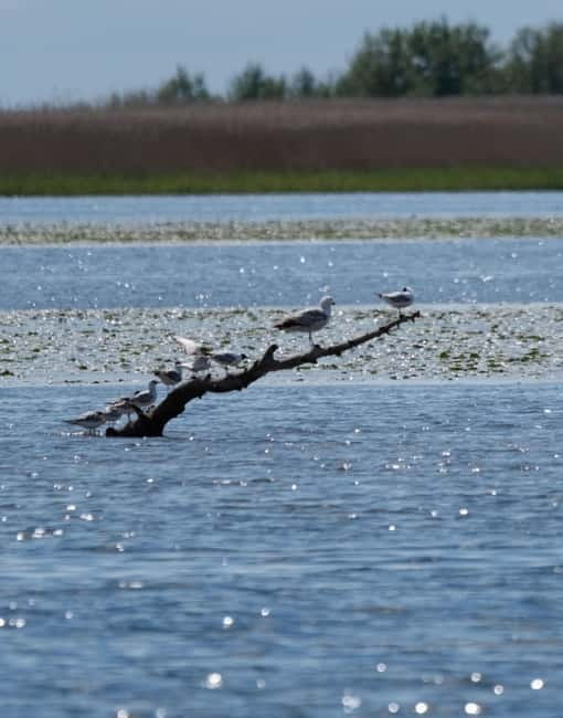 Nida: Bird-Watching Adventure in Nemunas Delta - Mingė Village, Lithuania’s waterway village