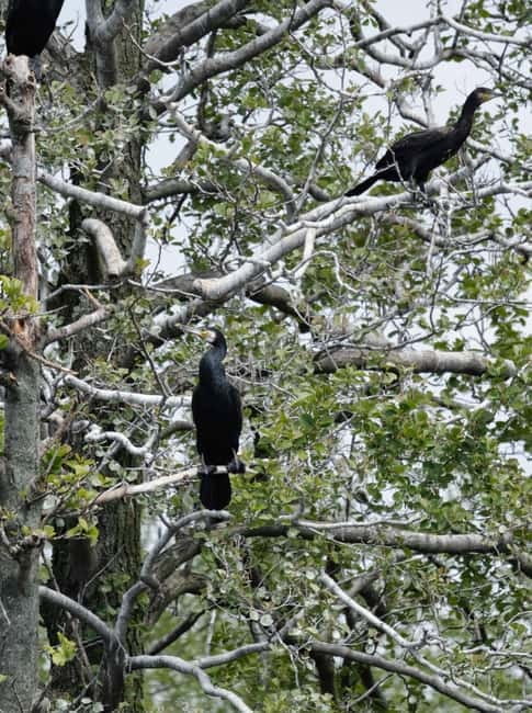 Nida: Bird-Watching Adventure in Nemunas Delta - Birdlife to watch for on the route