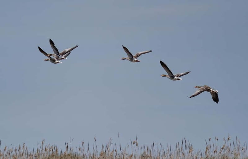 Nida: Bird-Watching Adventure in Nemunas Delta - What the $412 group price really means