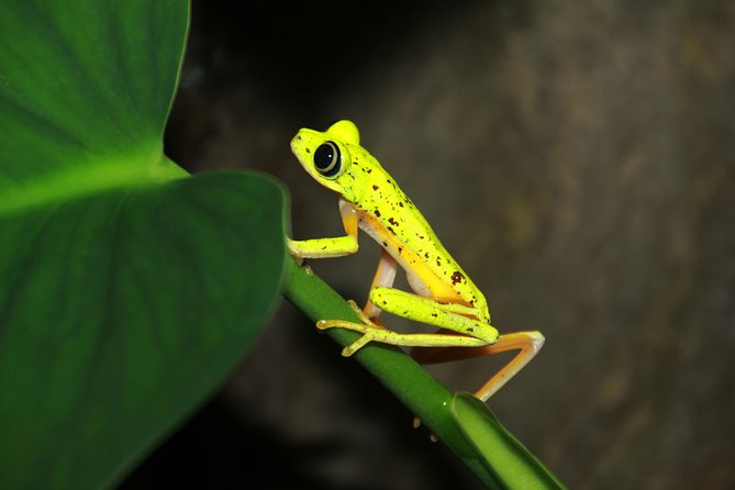 Night Walk Experience at Natura Eco Park, (frogs snakes mammals insects birds) - Key points to know before you go