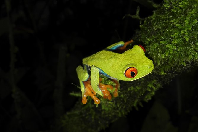 Night Walk Experience at Natura Eco Park, (frogs snakes mammals insects birds) - Why the forest is better after sunset