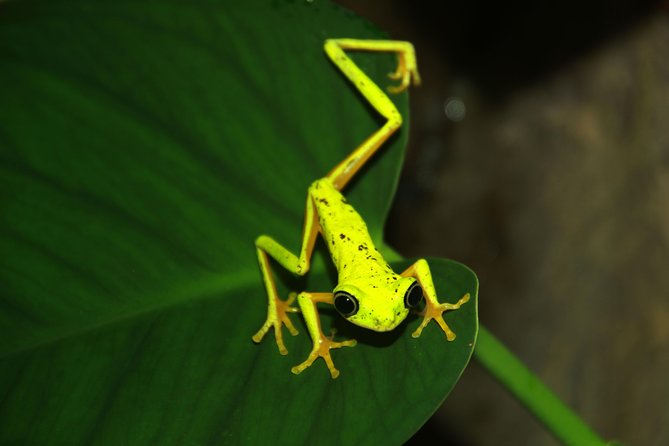 Night Walk Experience at Natura Eco Park, (frogs snakes mammals insects birds) - Snakes, insects, mammals, and night birds