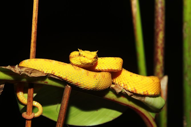 Night Walk Experience at Natura Eco Park, (frogs snakes mammals insects birds) - Following the two-hour route at Natura Eco Park