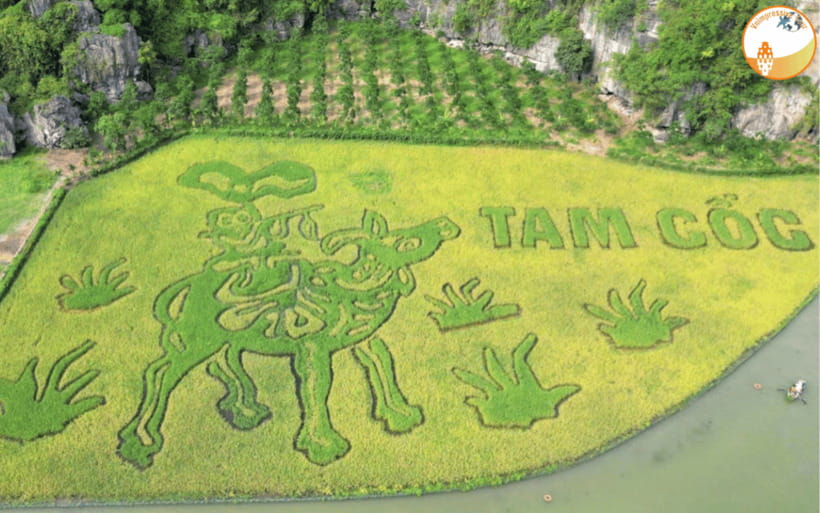 NINH BINH DAY TRIP: HOA LU,MUA CAVES &THUNG NHAM BIRD VALLEY - Key points to know before booking