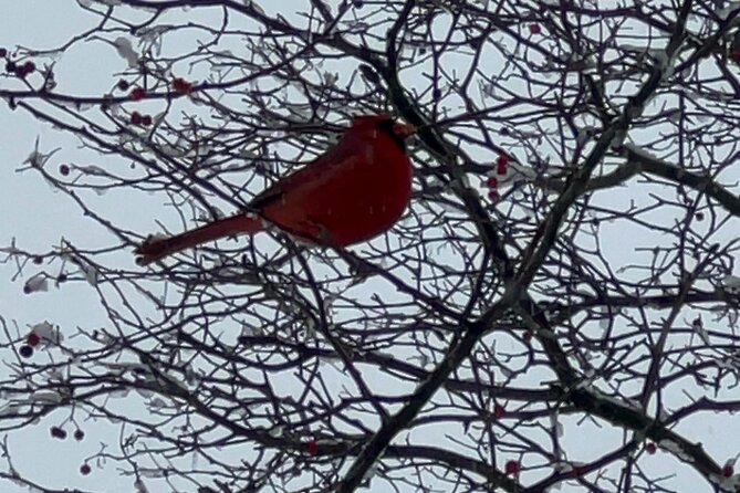 NYC Beginner Private Birdwatching Tour - Key points before you book