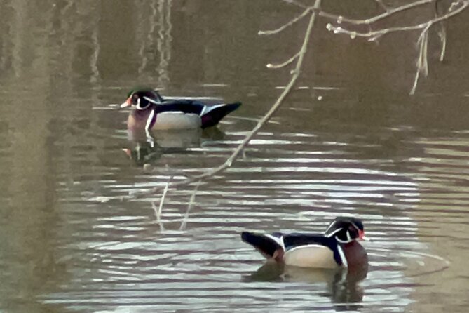 NYC Beginner Private Birdwatching Tour - Why this private Central Park walk works for beginners