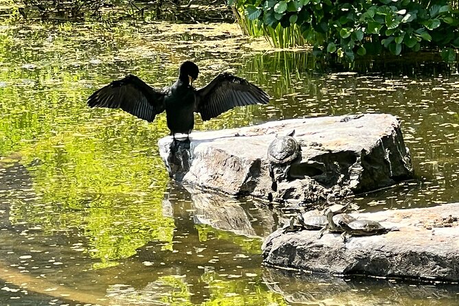 NYC Beginner Private Birdwatching Tour - What $55 buys you