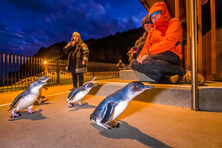 Oamaru: Penguins Evening Viewing Ticket - Key points to know before you book