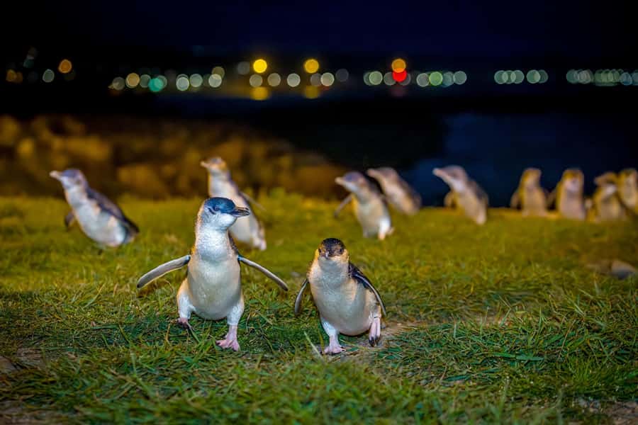 Oamaru: Penguins Evening Viewing Ticket - Watching Oamaru’s smallest penguins come ashore