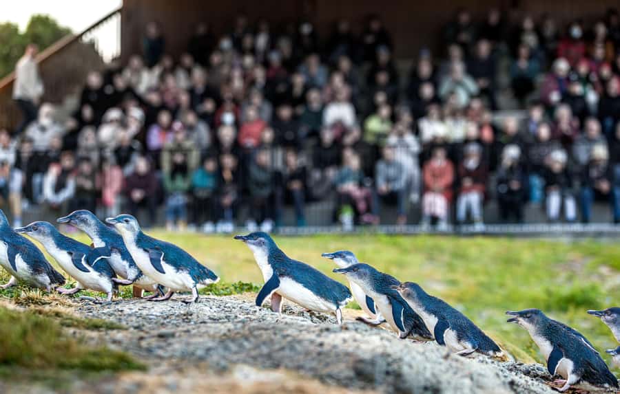 Oamaru: Penguins Evening Viewing Ticket - Why the no-photo rule matters