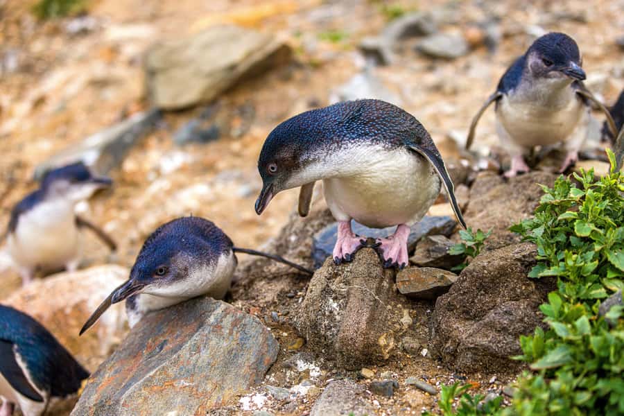 Oamaru: Penguins Evening Viewing Ticket - General seating, premium views, and what you can see