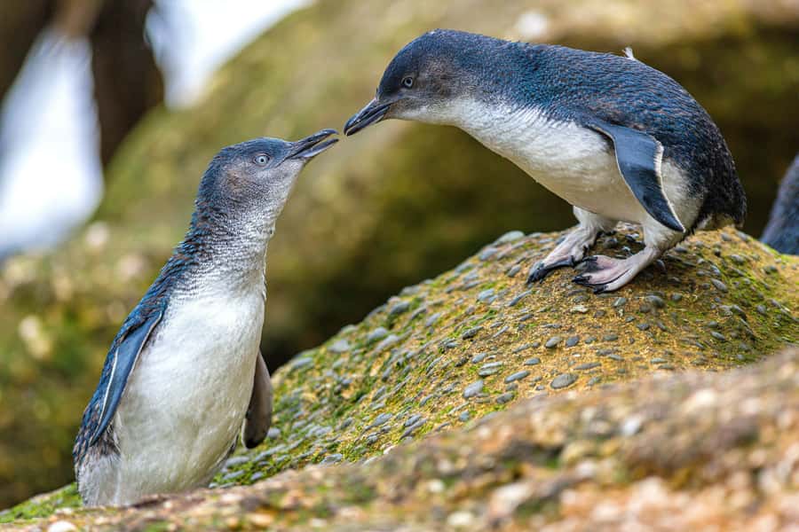 Oamaru: Penguins Evening Viewing Ticket - The cold is part of the plan