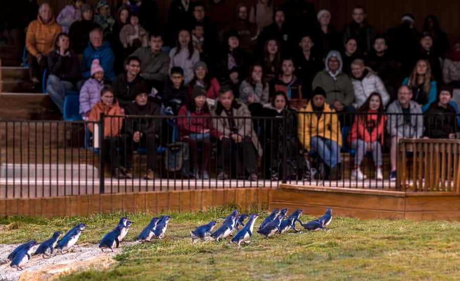 Oamaru: Penguins Evening Viewing Ticket - What happens during the 90-minute evening visit