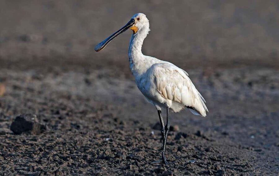 Óbidos: Lagoon Birdwatching Tour with Local Biologist - From Óbidos walls to open water