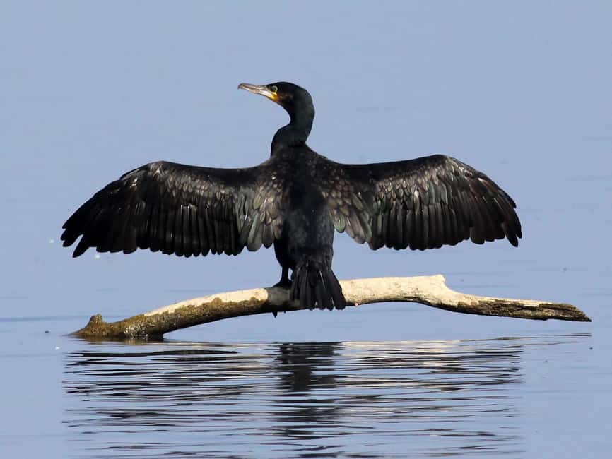 Óbidos: Lagoon Birdwatching Tour with Local Biologist - Why Óbidos Lagoon matters