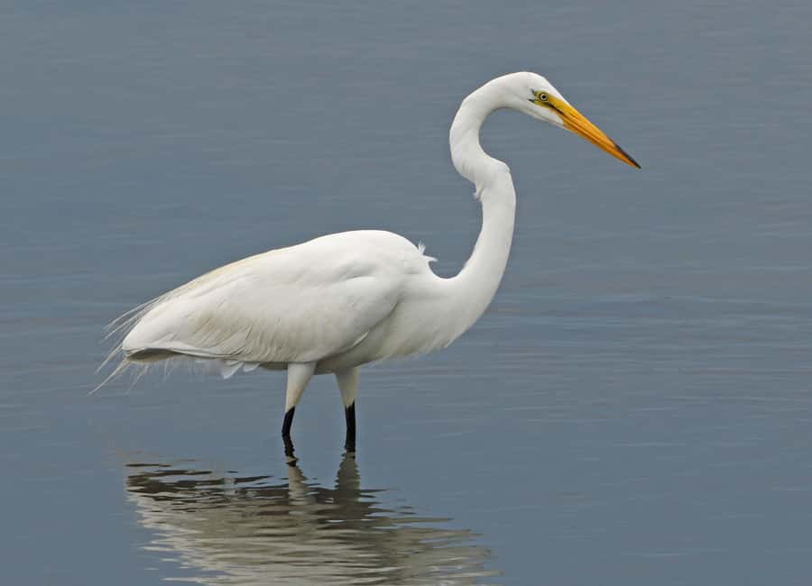 Óbidos: Lagoon Birdwatching Tour with Local Biologist - The birds you may see