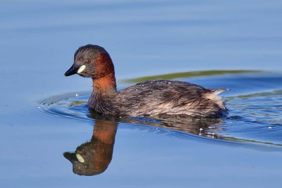 Óbidos: Lagoon Birdwatching Tour with Local Biologist - Photography at sunrise and sunset