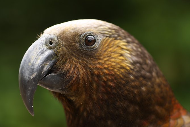 One Day Birding Adventure - Key Points at a Glance