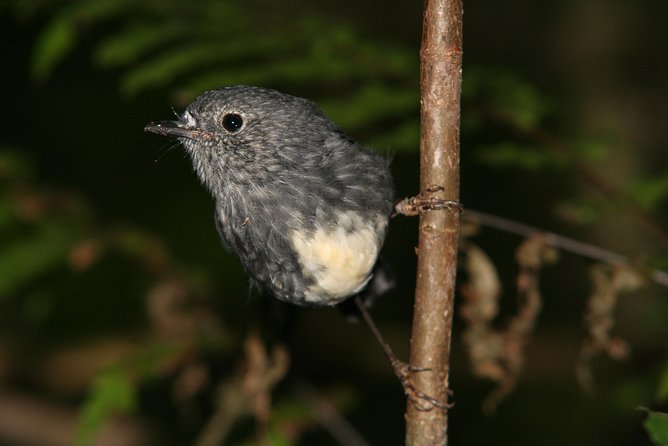One Day Birding Adventure - Why This Birding Day Is Different