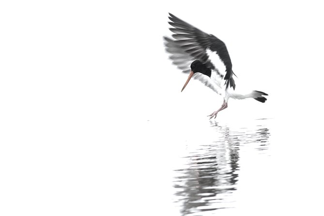 One Day Birding Adventure - Wetlands and Shore Sites Add Variety