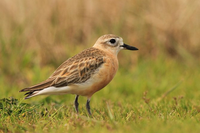 One Day Birding Adventure - The Role of Tom and the Conservation Focus