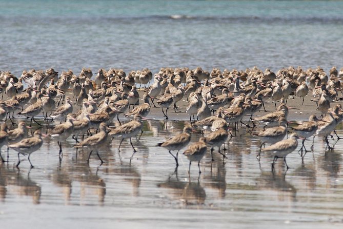 One Day Birding Adventure - Why the Small Group Matters
