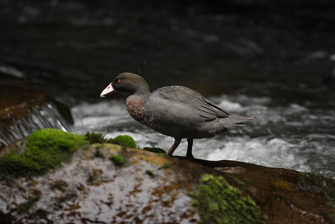 One Day Birding Adventure - Lunch, Transport, and Included Equipment