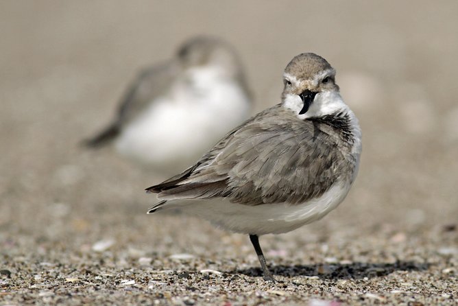 One Day Birding Adventure - Physical Demands and What to Bring