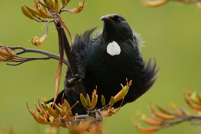 One Day Birding Adventure - Whirinaki Forest: The Main Forest Experience
