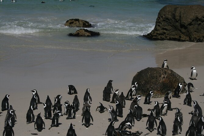 One Day Cape of Good and Penguin Colony Expedition from Cape Town - Why this Cape Peninsula route works so well