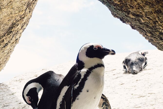 One Day Cape of Good and Penguin Colony Expedition from Cape Town - Chapman’s Peak Drive is the scenic high point