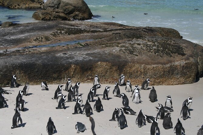 One Day Cape of Good and Penguin Colony Expedition from Cape Town - Cape of Good Hope gives you space to walk