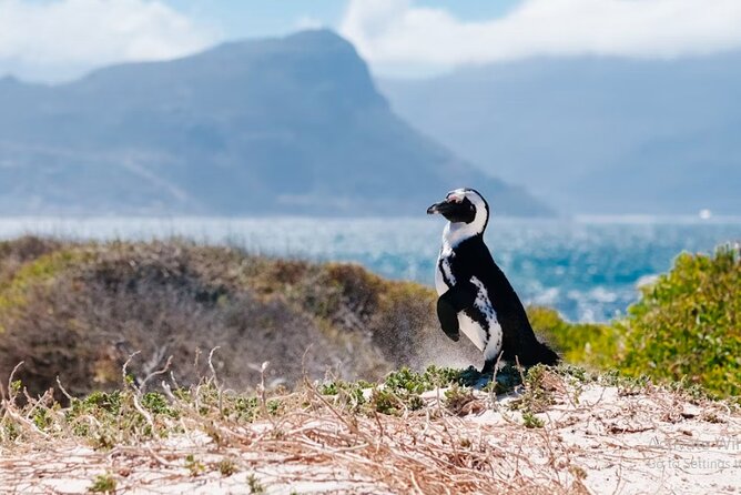 One Day Cape of Good and Penguin Colony Expedition from Cape Town - Camps Bay offers a quick taste of Cape Town’s seaside life