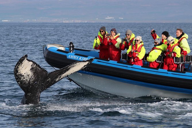 Original Big Whale Safari & Puffins Speedboat Tour from Húsavík - The two-hour itinerary, from puffins to whales