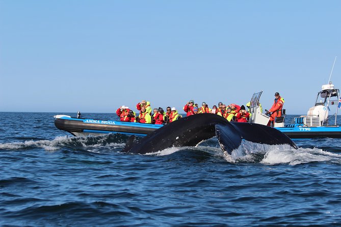 Original Big Whale Safari & Puffins Speedboat Tour from Húsavík - Is $180.27 a fair price?