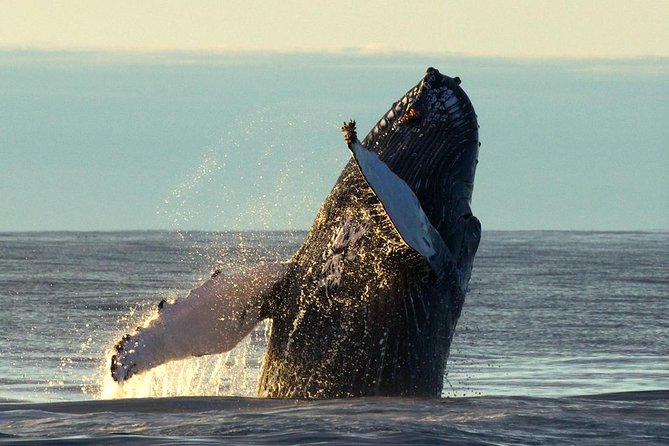 Original Big Whale Safari & Puffins Speedboat Tour from Húsavík - Timing, weather, and the fine print that matters