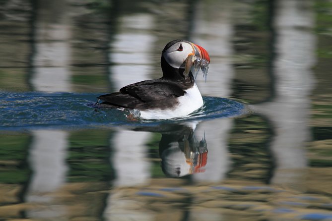Original Big Whale Safari & Puffins Speedboat Tour from Húsavík - Who should book this tour?