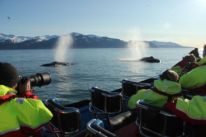 Original Big Whale Safari & Puffins Speedboat Tour from Húsavík - Should you book the Húsavík Big Whale Safari?