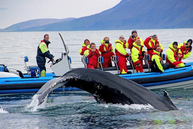 Original Big Whale Safari & Puffins Speedboat Tour from Húsavík - Why the guide and captain matter